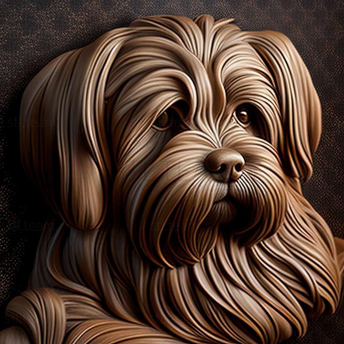 Lhasa APSO dog